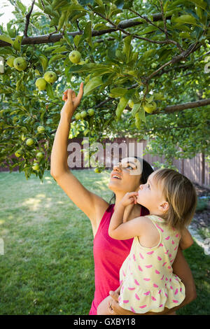 Madre e figlia in giardino, guardando le mele su albero Foto Stock
