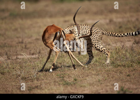 Cheetah nel suo habitat Foto Stock