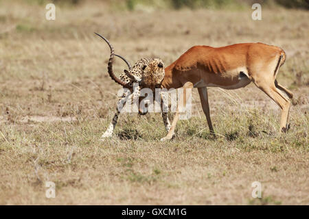 Cheetah nel suo habitat Foto Stock