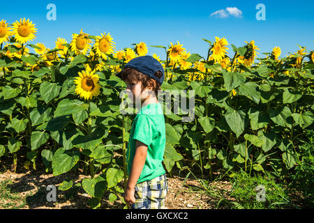 Ragazzo in piedi nella parte anteriore del campo di girasole, Francia Foto Stock