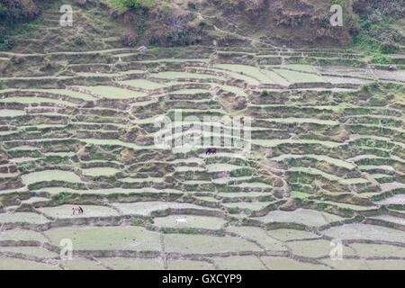 Terrazze di riso vicino a Pokhara, Nepal Foto Stock