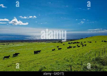 Hawaii Cowboy il pascolo di bestiame sui lussureggianti Big Island delle Hawaii Foto Stock