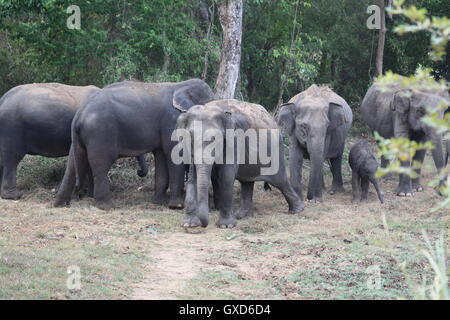 Una sfilata di elefanti proteggendo i giovani croste nel loro movimento in formazione di Wasgamuwa, Sri Lanka Foto Stock