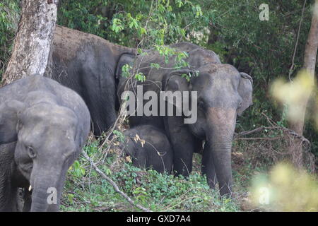 Una sfilata di elefanti proteggendo i giovani croste nel loro movimento in formazione di Wasgamuwa, Sri Lanka Foto Stock