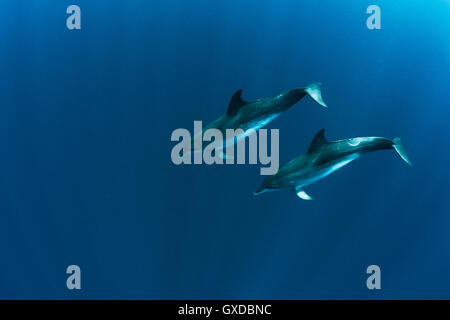 Coppia di macchiato atlantico (delfini Stenella frontalis) nuotare nell'oceano, Isla Mujeres, Messico Foto Stock