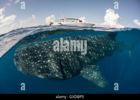 Grande squalo balena (Rhincodon typus) passando sotto la barca in corrispondenza della superficie del mare, Isla Mujeres, Messico Foto Stock