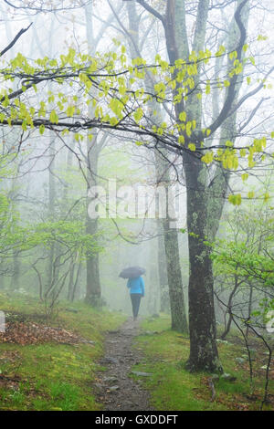 Vista posteriore della donna con ombrello passeggiate nel Parco Nazionale di Shenandoah, Virginia, Stati Uniti d'America Foto Stock