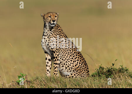 Cheetah nel suo habitat Foto Stock