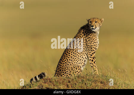 Cheetah nel suo habitat Foto Stock