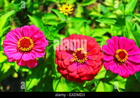 Fiori a margherita gerbera in giardino Foto Stock