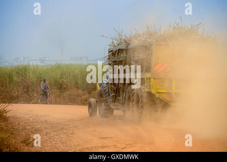 Il Kenya, nella contea di Kakamega, Mumia, piantagione di canna da zucchero e la fabbrica di zucchero di Mumia Sugar Company Ltd. / KENIA, nella contea di Kakamega, Mumia, Zuckerrohr Plantage der Mumia Sugar Company Limited Foto Stock