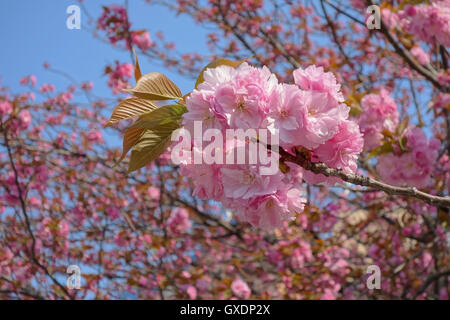 Fiore di rosa fiori di ciliegio Foto Stock