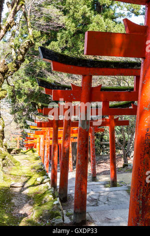 Giappone, Izushi castello. Fila di Vermiglio Torii cancelli lungo la scalinata in pietra che conduce tra il castello di Ishigaki pareti di pietra al (invisibile) inari santuario. Foto Stock