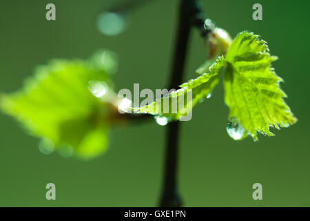 Naturale molla stagionali backgrond eco: giovani foglie di betulla close up con acqua / pioggia / gocce di rugiada parzialmente sfocato Foto Stock