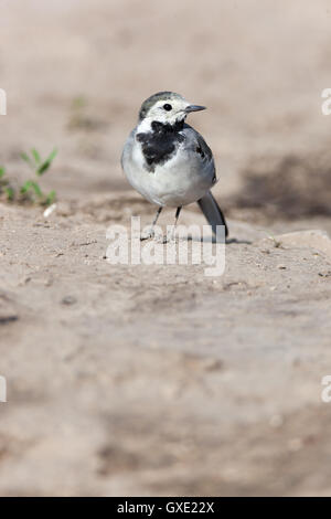 White Wagtail (Motacilla alba) in natura. La Russia. Foto Stock