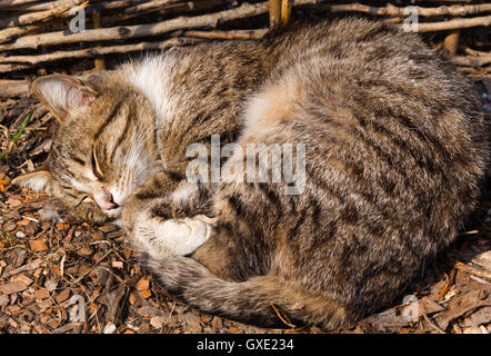 Gatto persiano dormire a terra in una giornata di sole. Foto Stock