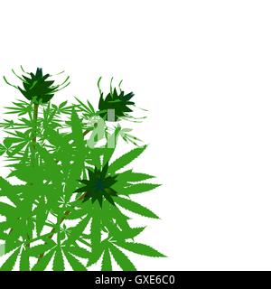 Macchia verde di canapa Illustrazione Vettoriale