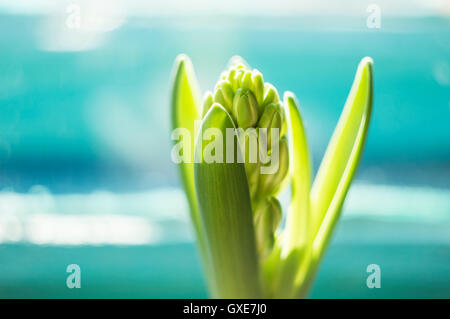 In erba fresca giacinto - Inizio della vita Foto Stock