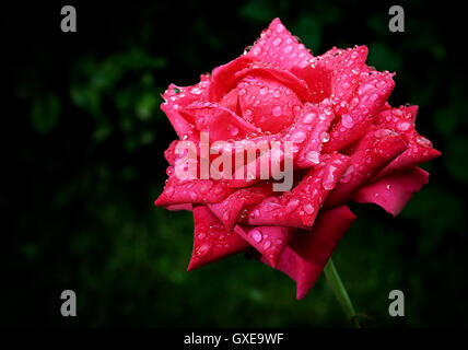 Red Rose con gocce d'acqua (pioggia o rugiada) su i suoi petali closeup con scuri di greeen o sfondo nero Foto Stock