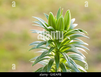 Botanic giardinaggio natura Immagine: giovane germoglio di primavera del giglio bianco (lilium) con tre gemme closeup su sfondo sfocato. Foto Stock