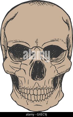 Vettore disegnati a mano il cranio Illustrazione Vettoriale