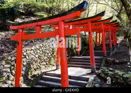 Giappone, Izushi castello. Fila di Vermiglio Torii cancelli lungo la scalinata in pietra che conduce tra il castello di Ishigaki pareti di pietra al (invisibile) inari santuario. Foto Stock