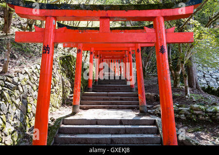 Giappone, Izushi castello. Fila di Vermiglio Torii cancelli lungo la scalinata in pietra che conduce tra il castello di Ishigaki pareti di pietra al (invisibile) inari santuario. Foto Stock