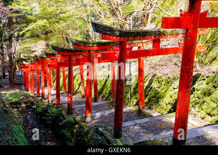 Giappone, Izushi castello. Fila di Vermiglio Torii cancelli lungo la scalinata in pietra che conduce tra il castello di Ishigaki pareti di pietra al (invisibile) inari santuario. Foto Stock