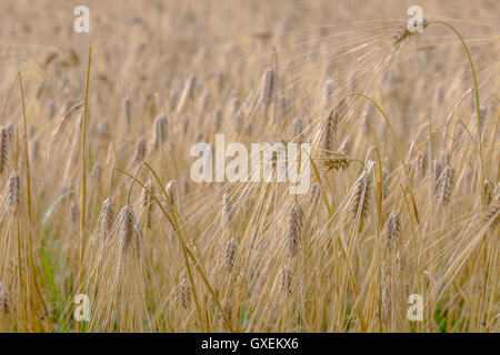 Orzo dello sfondo dei campi Foto Stock