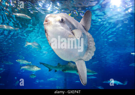 Spagna, Barcellona. Acquario Barcelona Situato nel Port Vell. Ocean sunfish. Foto Stock