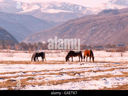 Caucaso meridionale (Russia) campagna invernale paesaggio innevato con terreno coltivabile, campo coperto di neve e la vecchia erba secca Foto Stock