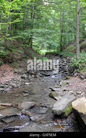 Ruscello di montagna in riserva Bieszczady Foto Stock