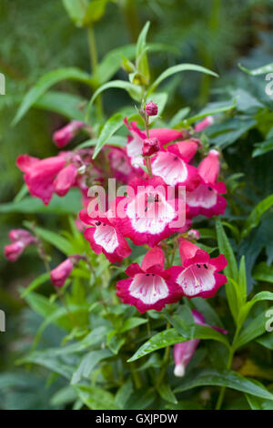 Penstemon 'Phoenix Magenta'. Linguetta di barba fiore. Foto Stock