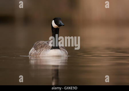 Canada Goose Branta canadensis galleggiante su un molto sereno Lago durante la serata, Essex, Aprile Foto Stock