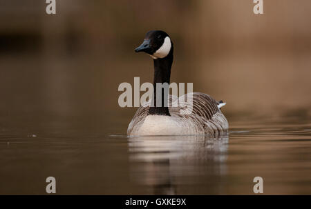 Canada Goose Branta canadensis galleggiante su un molto sereno Lago durante la serata, Essex, Aprile Foto Stock