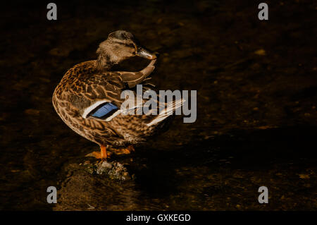 Femmina di Germano Reale Anas platyrhynchos preening femmina, Essex, Agosto Foto Stock