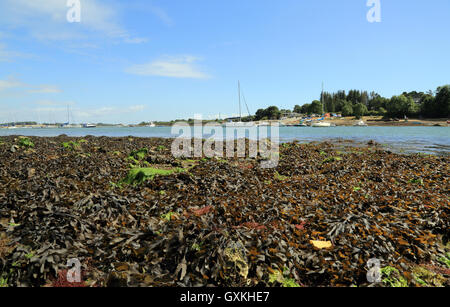 Vista su Porto Anna dalla Presqu'ile de conleau a bassa marea con alghe marine, Vannes, Morbihan, in Bretagna, in Francia, in Europa Foto Stock