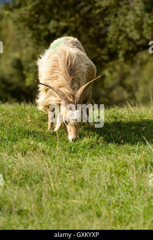La capra bianca con lunghe corna che pascolano nel prato verde. Foto Stock