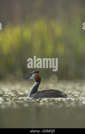 Svasso maggiore / Haubentaucher ( Podiceps cristatus ) nuota nella luce scintillante nella parte anteriore del reed verde,dintorni naturali. Foto Stock