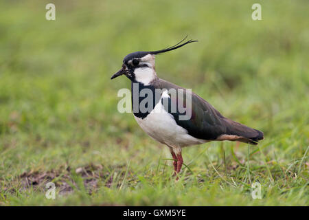 Lapwing / Kiebitz ( Vanellus vanellus ), maschio adulto, in piedi su un vasto prato, in tipico ambiente, fauna selvatica, in Europa. Foto Stock