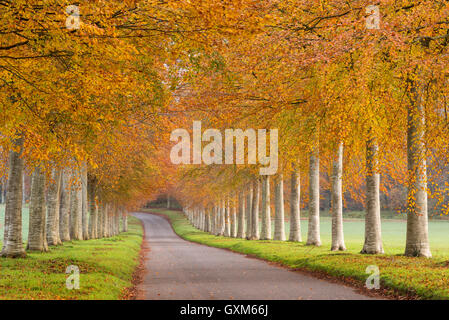 Colorata viale alberato in autunno, Dorset, Inghilterra. In autunno (Novembre) 2014. Foto Stock