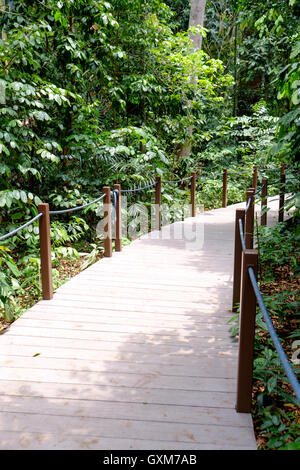 Percorso attraverso la foresta pluviale sezione di Singapore Botanic Gardens Foto Stock