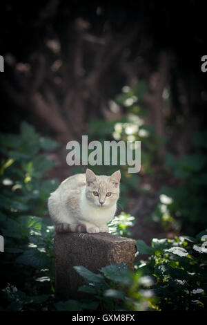 Curioso gatto bianco seduto su una grossa pietra nella foresta Foto Stock