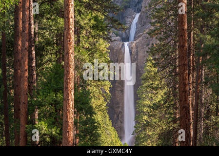 Abbassare Yosemite Falls attraverso le conifere della valle di Yosemite in California, Stati Uniti d'America. Molla (Giugno) 2015. Foto Stock