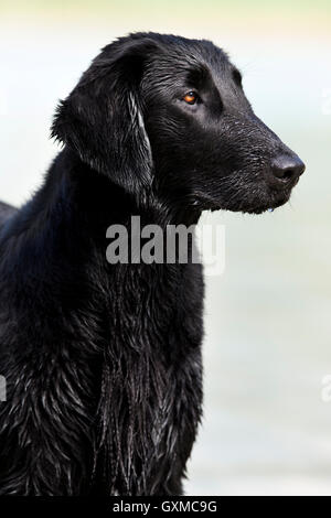 Flat-Coated Retriever, nero, bagnato, ritratto, Tirolo, Austria Foto Stock