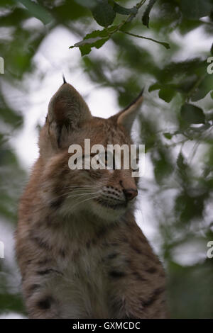 Eurasian Lynx / Luchs ( Lynx lynx ) , carino gattino, nascosti tra le foglie di una boccola, bel ritratto, bella occhi. Foto Stock