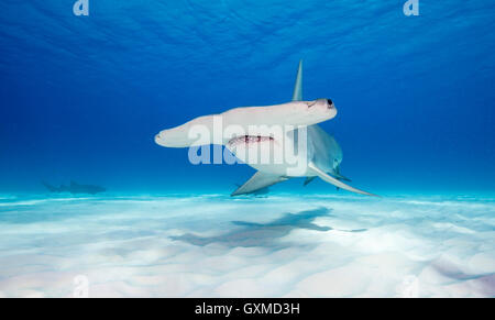 Vista subacquea di un grande squalo martello a nuotare nelle azzurre acque tropicali delle Bahamas. Foto Stock