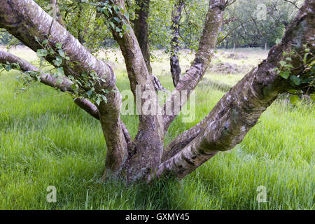 Caratteristico e ritorti di betulle crescono su Stanton Moor, Derbyshire, Regno Unito Foto Stock