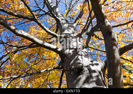 Autunno caldo sole che splende attraverso il baldacchino dorato di tall faggio Foto Stock