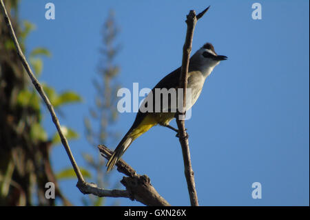 Il Bintan, Indonesia. Xvi Sep, 2016. Il Bintan, Indonesia - 16 settembre : Il giallo-sfiatato bulbul (Pycnonotus goiavier) visto al bosco su Settembre 16, 2016 in Bintan, Indonesia. Foto di Yuli Seperi/Alamy vivere N Foto Stock